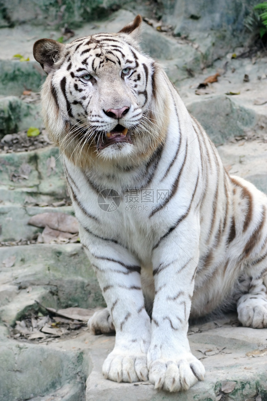 白老虎打猎尊严动物园荒野危险白色野生动物条纹力量老虎图片