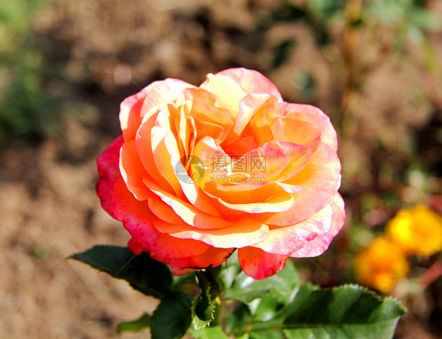 粉红玫瑰花宏观花园礼物玫瑰花朵晴天花瓣植物白色图片