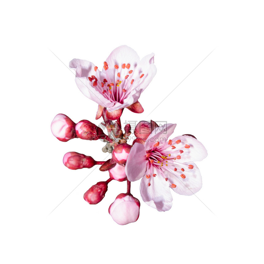孤立的一群春光粉红色花朵图片