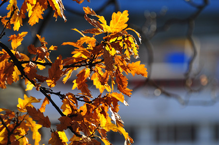 树上黄秋叶红色草地颜色晴天橙叶叶子金色背景图片