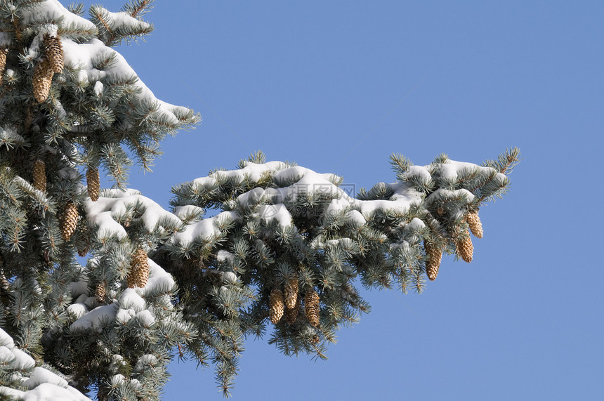 带雪雪的松木分支图片