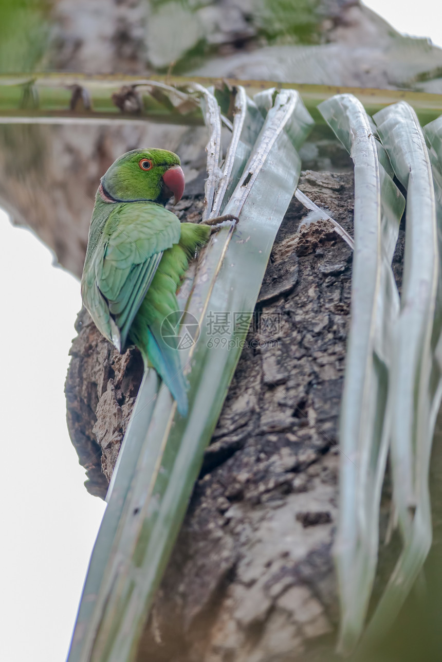 插在树枝上 自然 复制空间上的玫瑰环形帕拉凯树叶红色尾巴生物鸟类情调羽毛绿色野生动物多样性图片