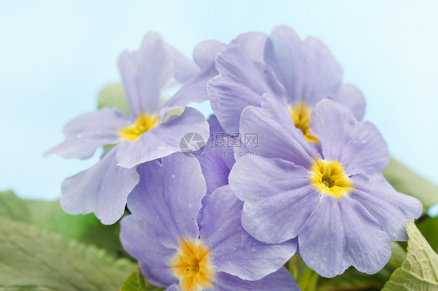 蓝色棱柱植物学园丁花园花瓣花店花束春花叶子风格季节图片