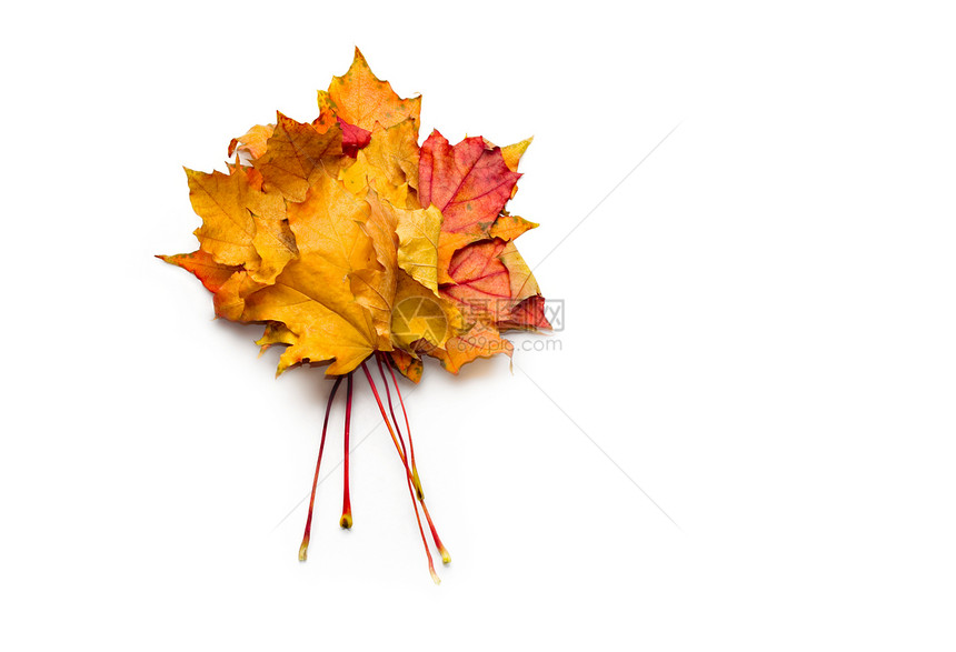 在白色背景上孤立的秋叶落叶叶子金子季节性棕色纹理黄色团体落叶阴影红色图片