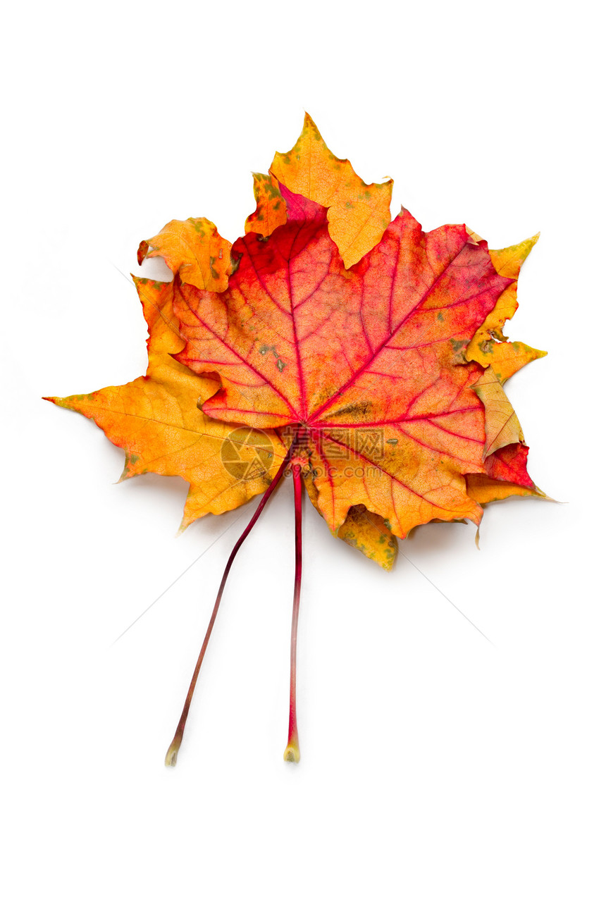 在白色背景上孤立的秋叶落叶黄色金子季节植物阴影纹理叶子棕色红色落叶图片