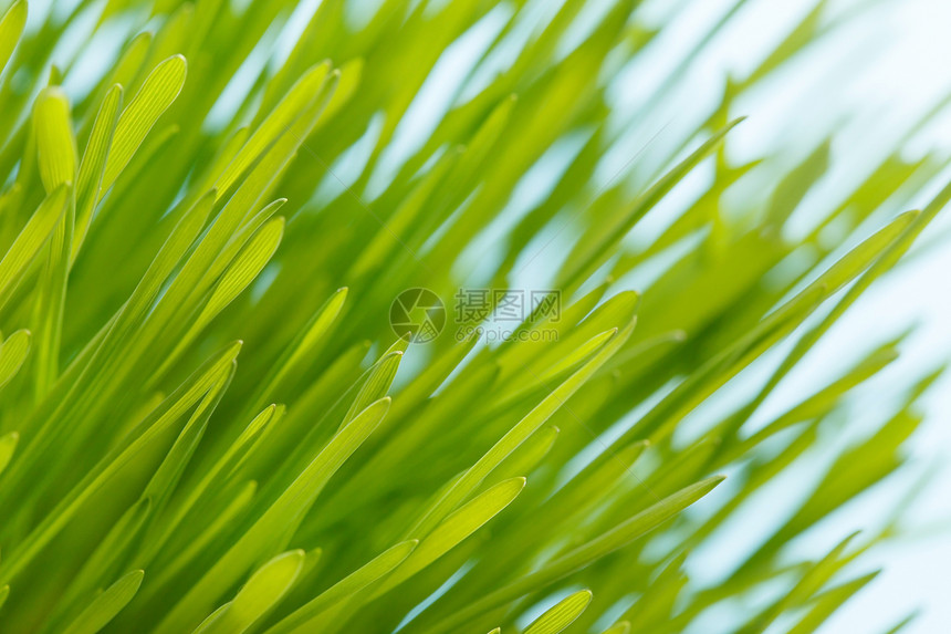 春草全景季节绿色场地生长环境农场花园草地植物图片