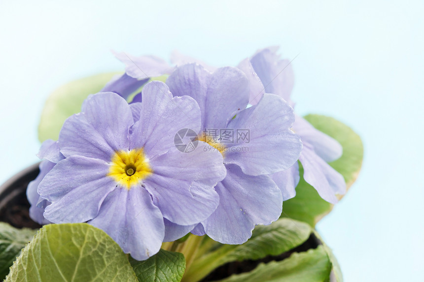 蓝色棱柱风格装饰植物花园花瓣植物学园丁园艺叶子幼苗图片