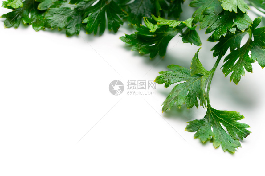 白色上孤立的新鲜正方螺旋藻园艺食物香菜烹饪芳香枝条植物调味品香料蔬菜图片