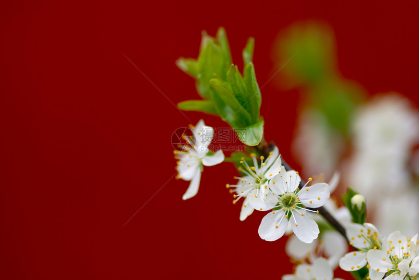 闪亮樱桃树枝生长生态季节叶子花园植物群紫色樱花青年宏观图片