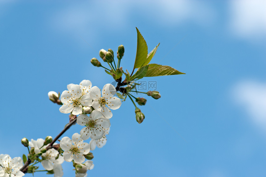 樱桃枝和春花花朵蓝色宏观生长花园叶子植物群天空白色绿色图片