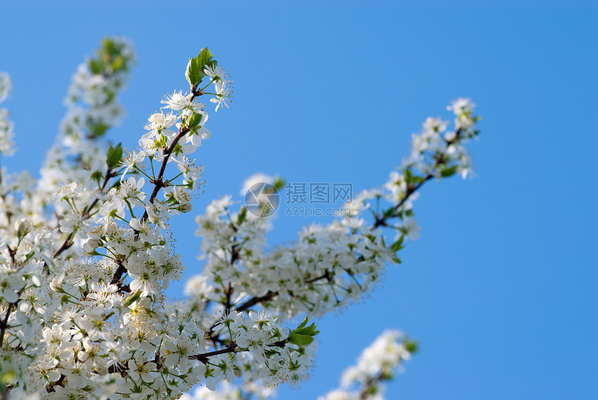 樱桃枝和春花天空植物群绿色宏观蓝色季节生长花园白色樱花图片