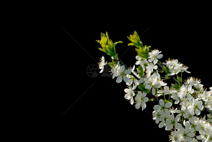 闪亮樱桃树枝花园季节花朵生长植物群生态叶子宏观樱花青年图片