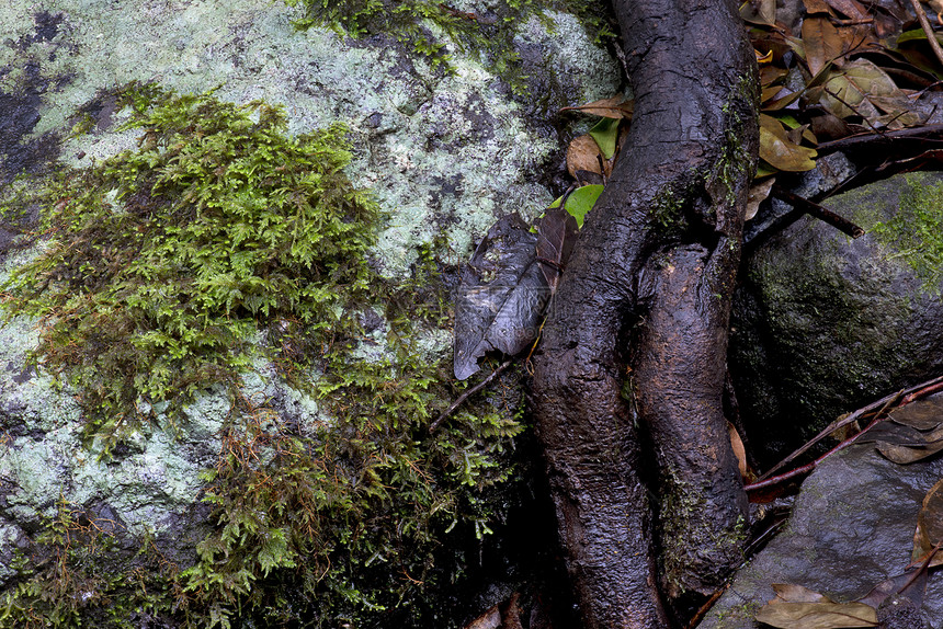 加加森林 岩石 叶子 根和树枝图片