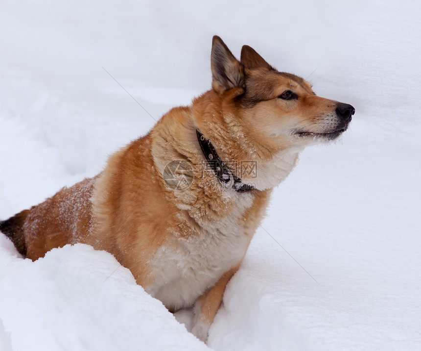 冬猎的狗狗图片