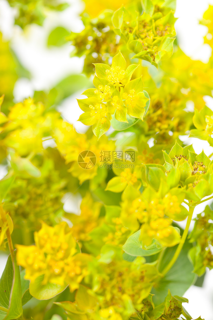 黄色花朵花瓣宏观植物学花园植物群礼物植物美丽生长图片