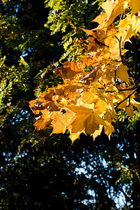 秋季假期植物天空树叶背景图片