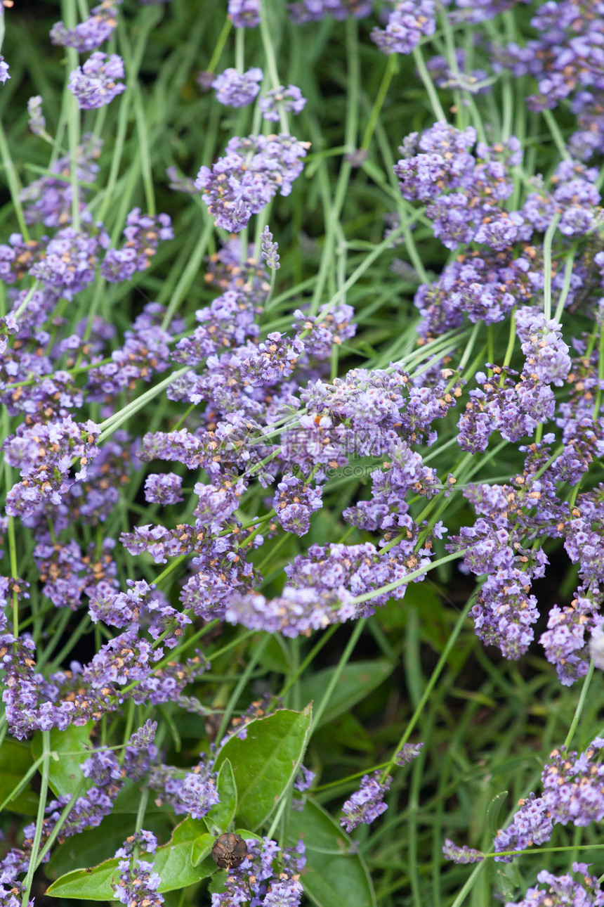 熏衣草花衬套紫色场地植物蓝色文化生长绿色草本植物学图片