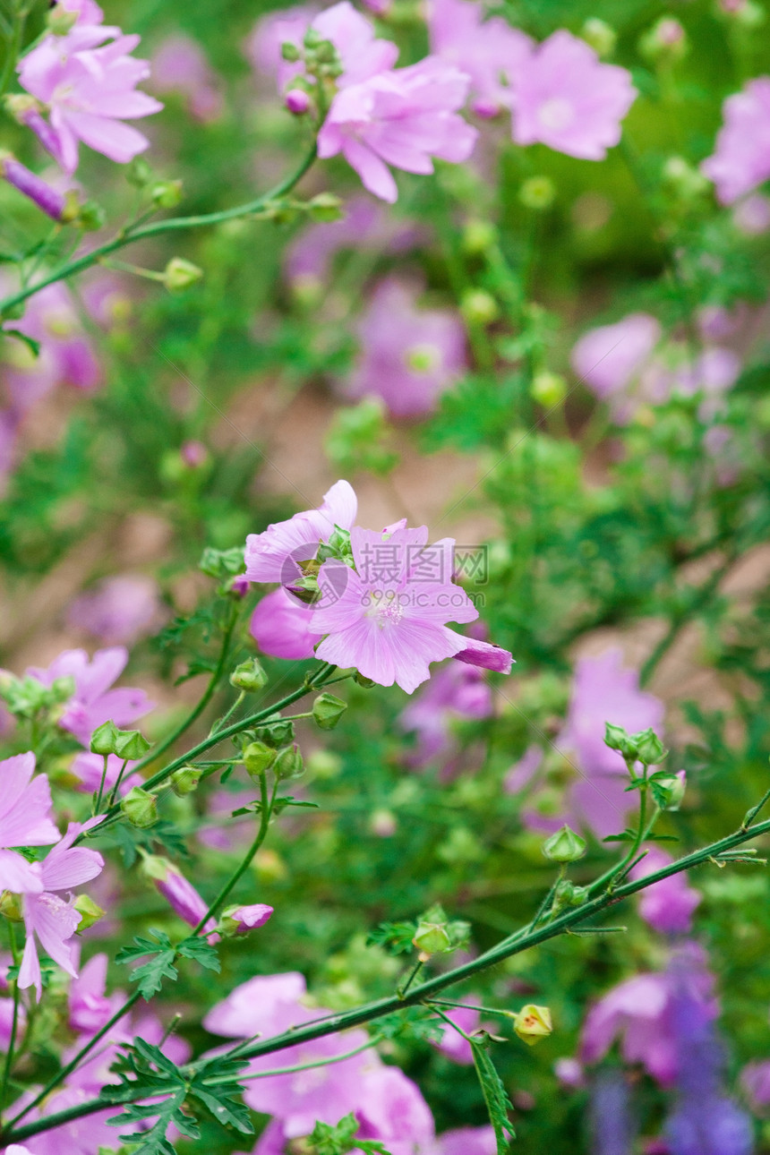 蓝蓝阵营花瓣季节性园艺花园紫色花束叶子植物绿色生长图片