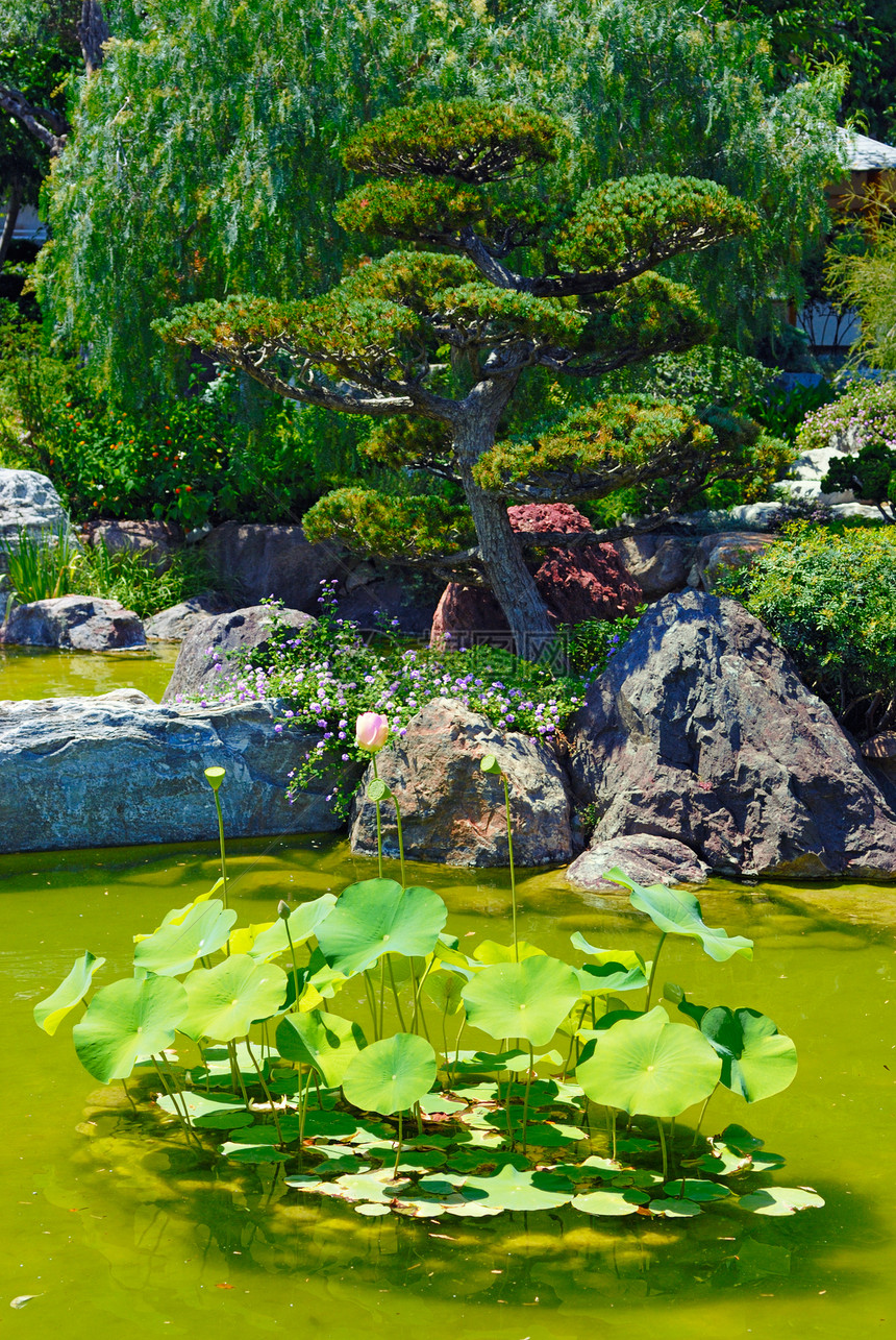 美丽的花园和池塘植物群露台园林植物院子奢华绿化植物学岩石溪流图片