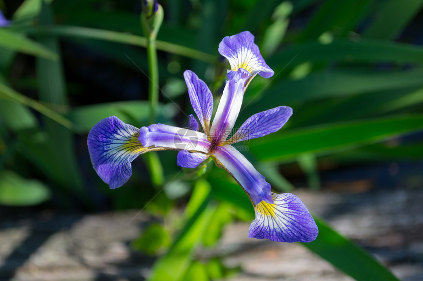 蓝Iris花园树叶蓝色植物图片