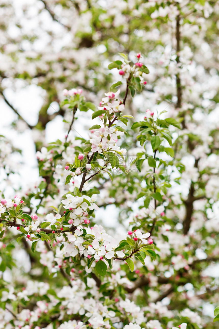 粉红苹果花花绿色植物群叶子生长白色李子公园宏观植物季节图片