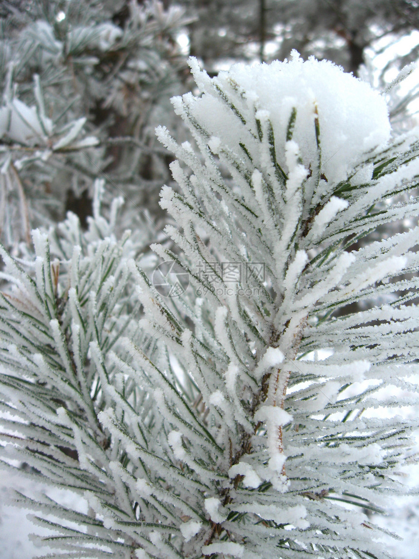 松树针上的叶冻霜图片