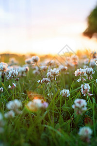 六月太阳白色三叶草季节性公园季节日落太阳花园场地植物花瓣背景