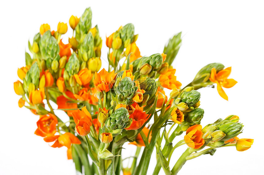 橙兰自由花园温泉蓝色礼物脆弱性展示橙子香味绿色婚礼图片