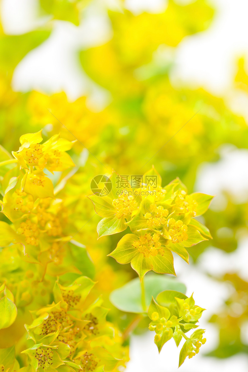 黄色花朵花园花瓣生长植物学植物群植物礼物宏观美丽图片