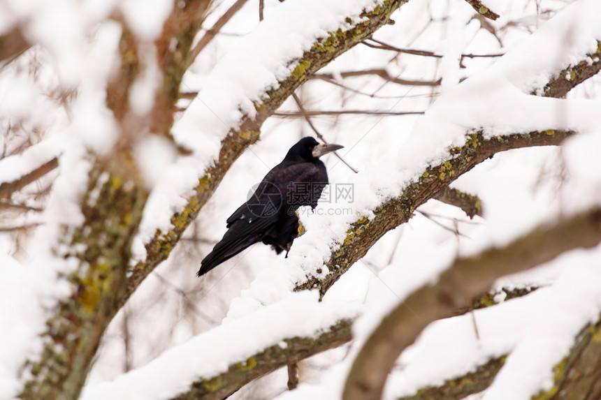 乌鸦坐在树上野生动物羽毛眼睛桦木荒野黑色动物群乡村翅膀图片