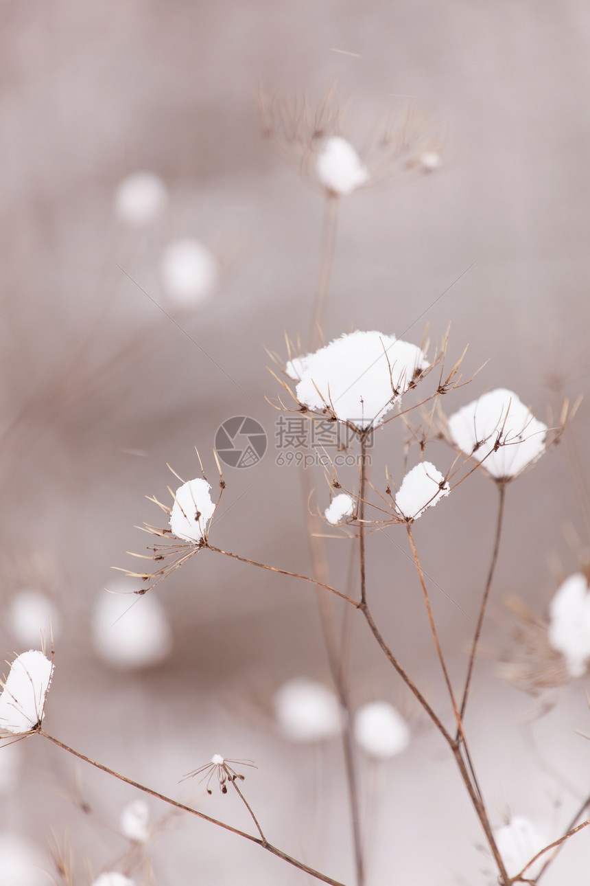 寒冷的冬季魔法衬套植物学冻结植物绿色图片