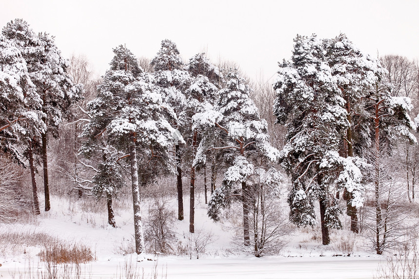寒冷的冬季森林植物学衬套棕色植物冻结魔法松树图片