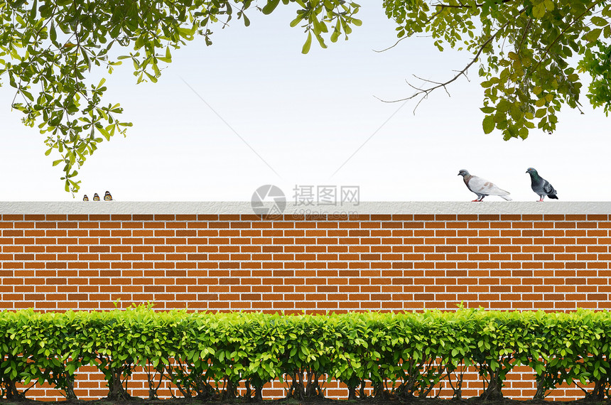蓝天背景的灌木和砖栅栏叶子砖墙建筑学绿色天空衬套蓝色树篱图片