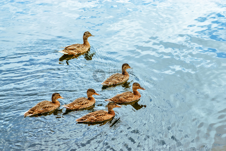鸭子在池塘游泳野生动物水禽家禽翅膀荒野生活海浪农场水坑动物群图片