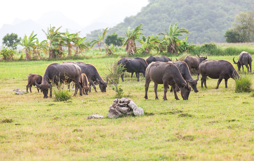 泰国水牛场地文化收成生物工人工作野生动物荒野喇叭公园图片