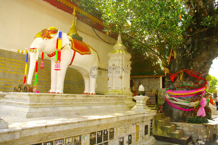 寺庙的白色大象图片