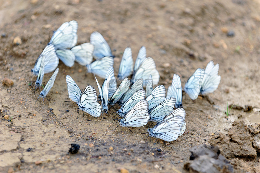 一群蝴蝶季节翅膀野生动物美丽宏观昆虫团体白色地面生活图片