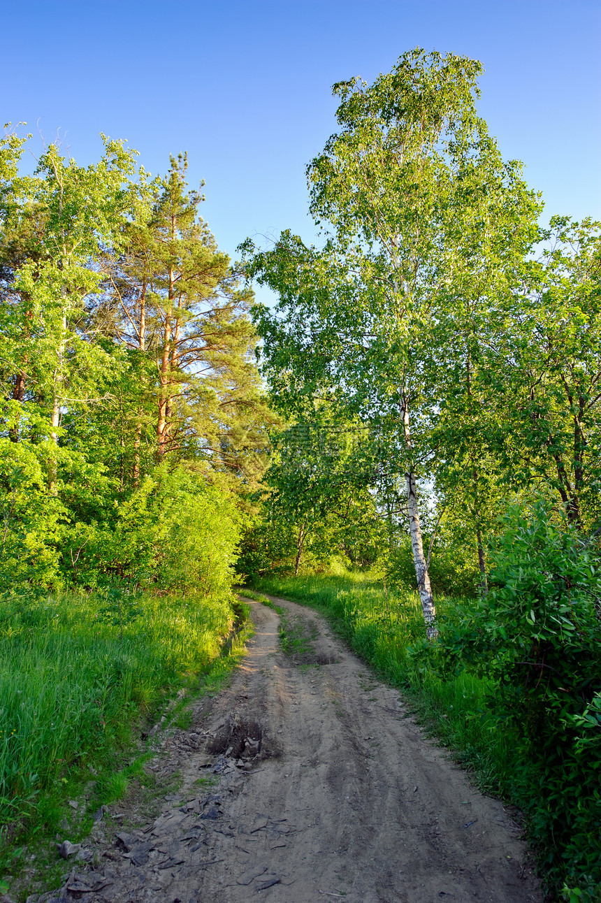 通过森林的农村道路图片