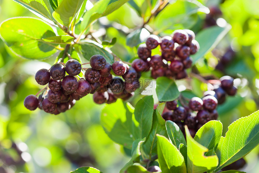 绿莓美食药品团体枝条食物苦莓植物叶子紫色抗癌图片