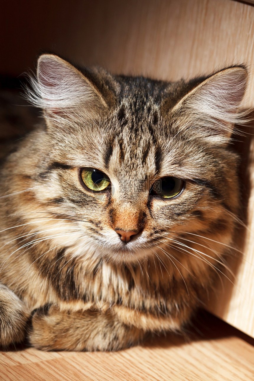 漂亮的猫投标瞳孔虎斑黑色猫科宠物哺乳动物羊毛鼻子好奇心图片