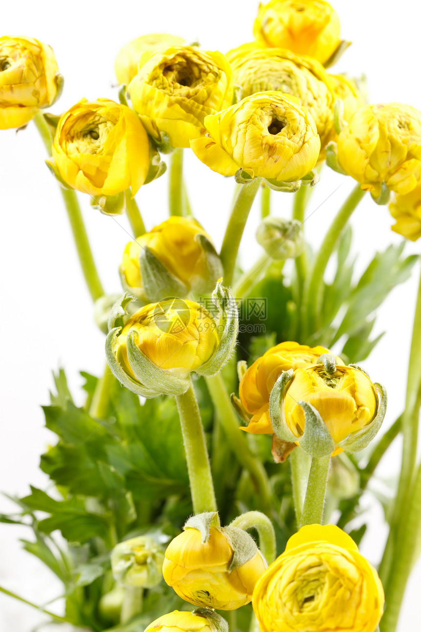 黄黄色罗南积阳光绿色灯泡花瓶毛茛黄色母亲花束玫瑰叶子图片