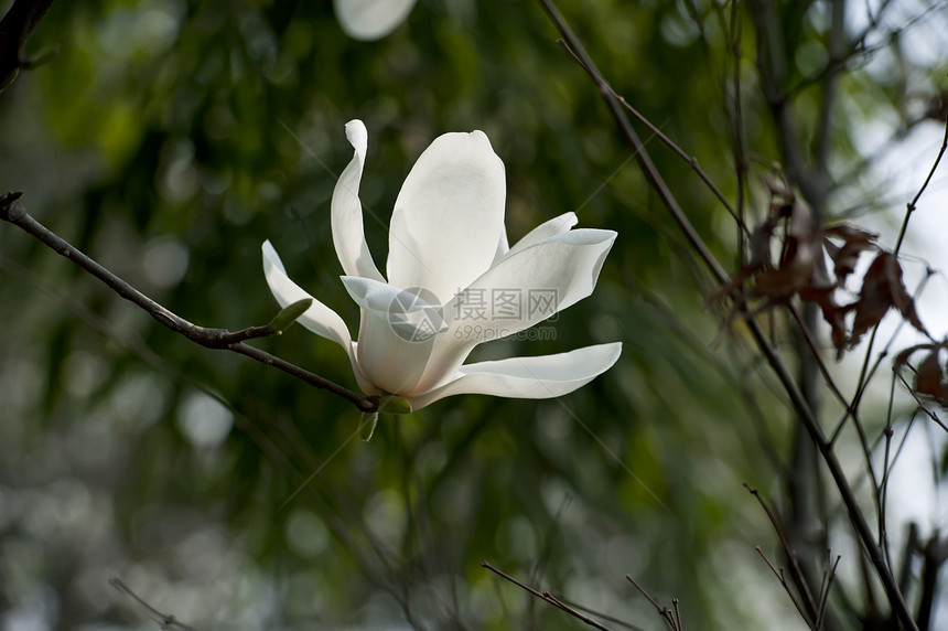 花朵淡紫色花瓣叶子白色生长植物群树干图片