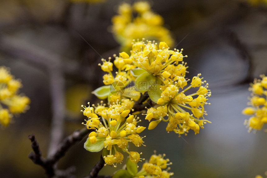 树枝上含黄花的鲜绿蓝色叶子花瓣季节生活文化天空植物阳光植物群图片