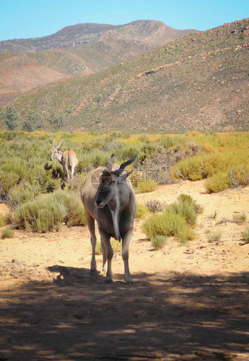 以兰是非洲最大的羚羊游戏衬套夫妻奶牛哺乳动物荒野野生动物螺旋国家大草原图片