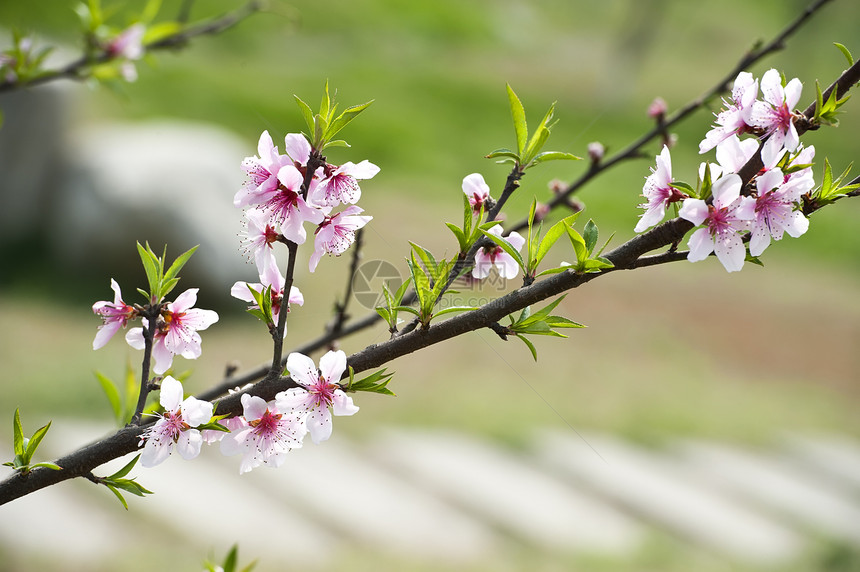 粉红桃花花粉色树干植物群叶子生长花瓣图片