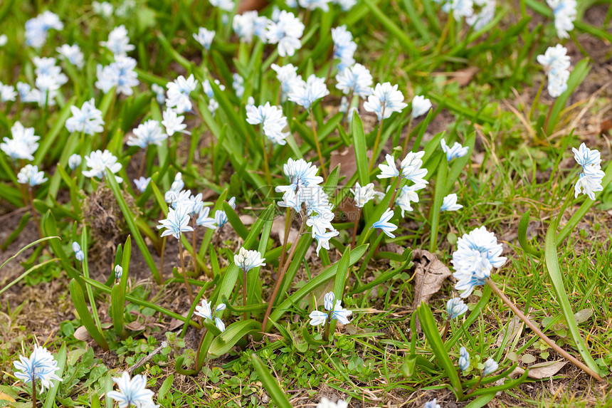 绿色草地下蓝雪的本底植物叶子公园季节花瓣生长木头宏观花园森林图片