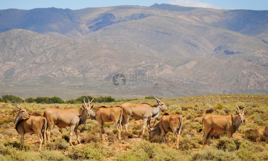 非洲最大的羚羊群Elands荒野栖息地衬套食草哺乳动物动物羚羊螺旋野生动物奶牛图片