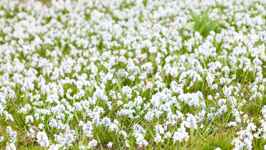 绿色草地下蓝雪的本底生长植物季节公园蓝色木头森林生活花园花朵图片