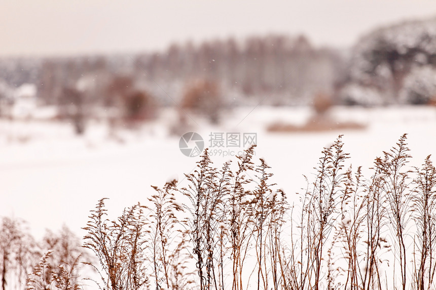 寒冷的冬季植物学植物冻结棕色衬套魔法图片