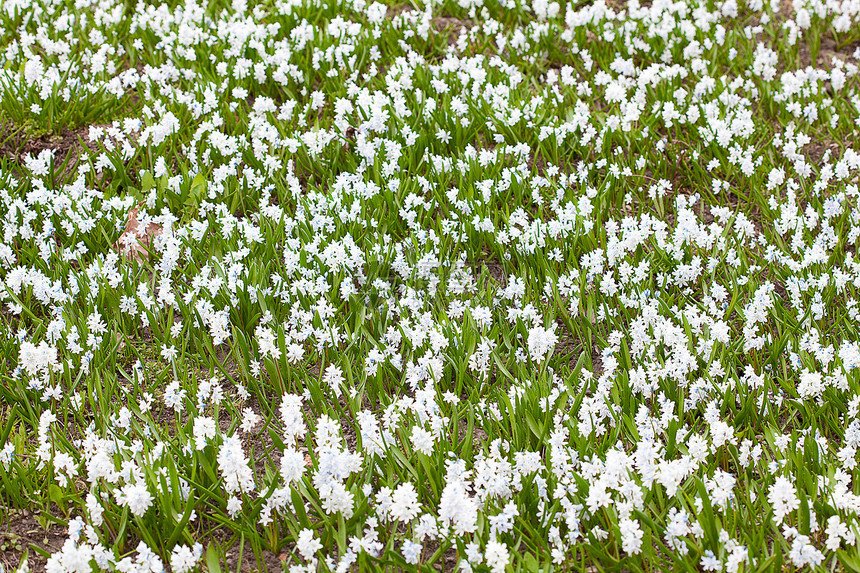 绿色草地下蓝雪的本底宏观花朵花瓣灯泡植物群木头生活花园公园叶子图片